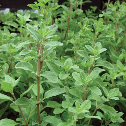 French Marjoram Seeds - Herbal Plant for Home Gardens