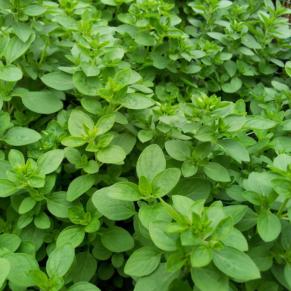 French Marjoram Seeds - Herbal Plant for Home Gardens