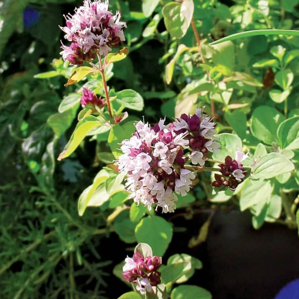 French Marjoram Seeds - Herbal Plant for Home Gardens