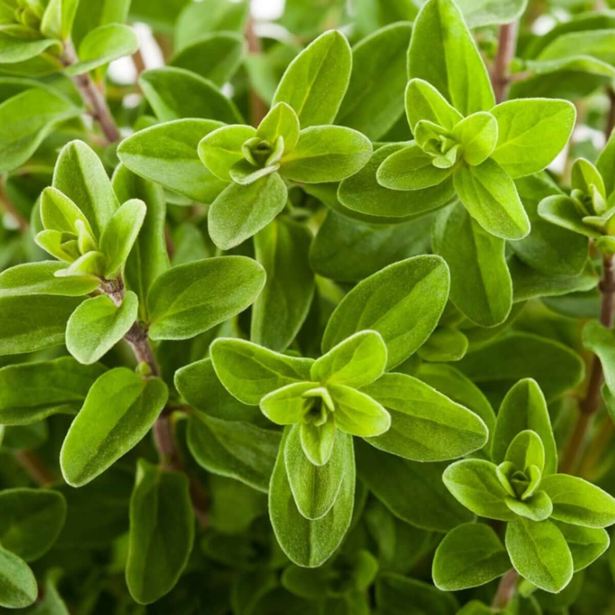 French Marjoram Seeds - Herbal Plant for Home Gardens