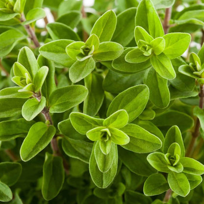 French Marjoram Seeds - Herbal Plant for Home Gardens