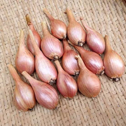 French Shallot Seeds