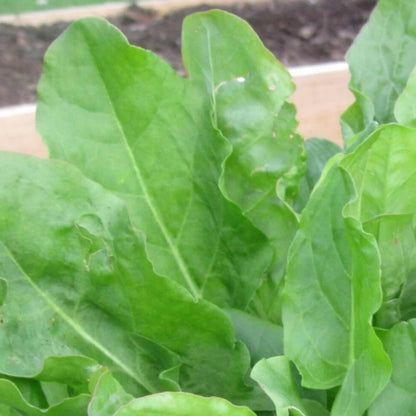 French Sorrel Seeds - Herbal Plant