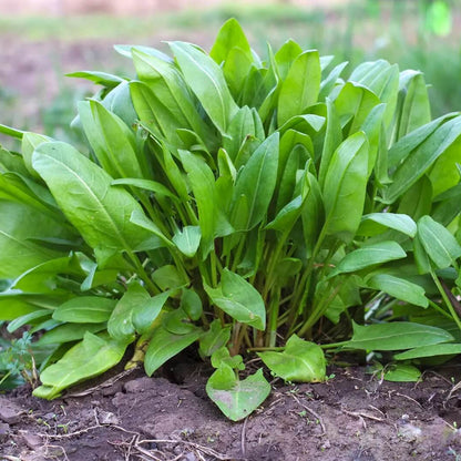 French Sorrel Seeds - Herbal Plant