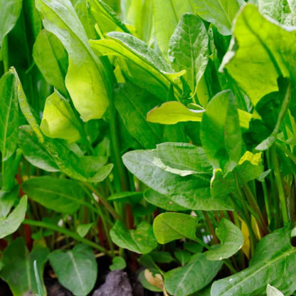 French Sorrel Seeds - Herbal Plant
