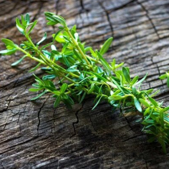French Summer Savory Seeds 