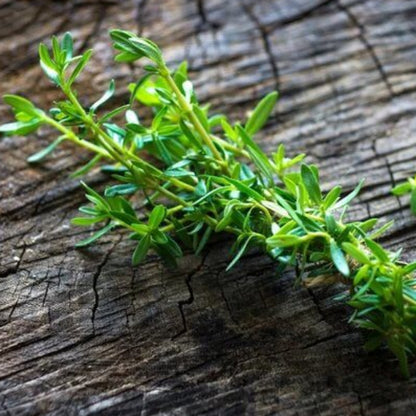 French Summer Savory Seeds 