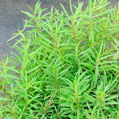 French Tarragon Seeds - Herbal Plant