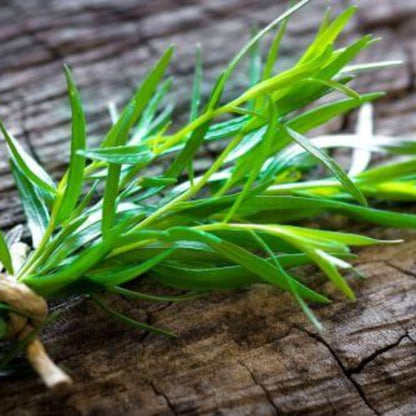 French Tarragon Seeds - Herbal Plant