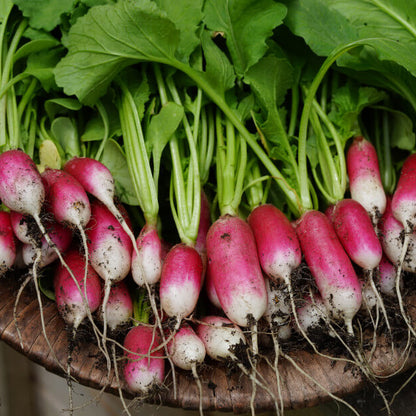 French breakfast radish seeds - Vegetable Plant