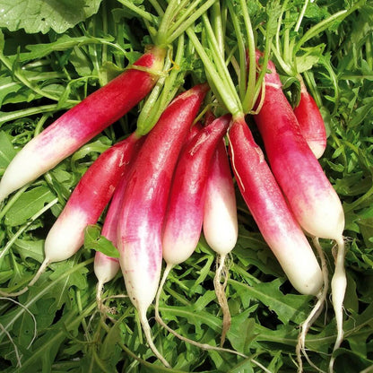 French breakfast radish seeds - Vegetable Plant