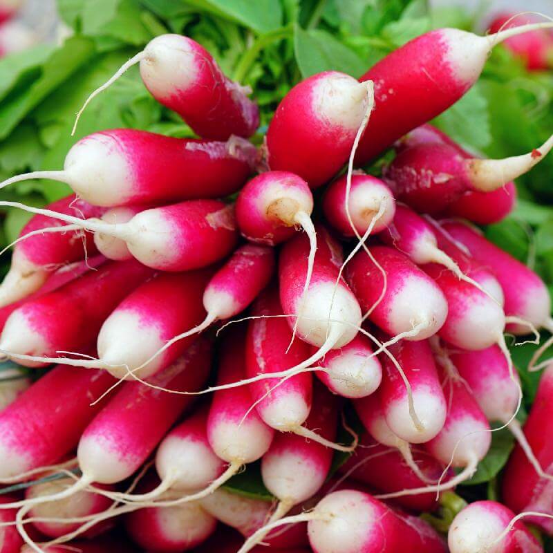 French breakfast radish seeds - Vegetable Plant