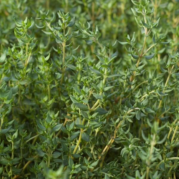 French thyme seeds - Vegetable Plant
