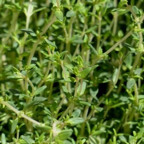French thyme seeds - Vegetable Plant