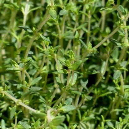French thyme seeds - Vegetable Plant