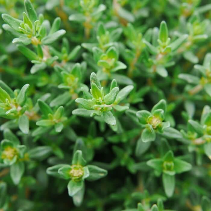 French thyme seeds - Vegetable Plant