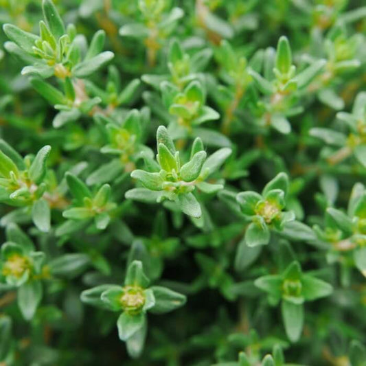 French thyme seeds - Vegetable Plant