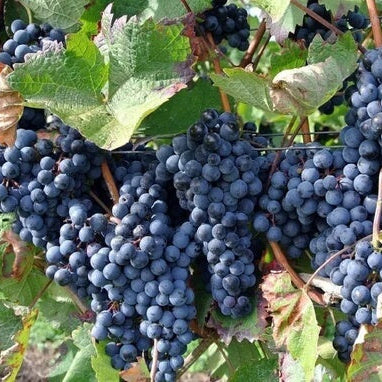 Fresh Dark Purple Grape Seeds