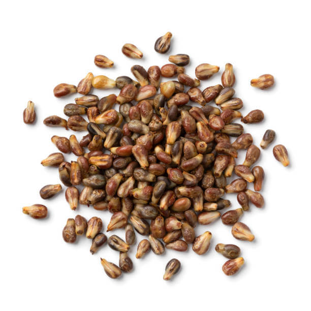 Fresh Dark Purple Grape Seeds