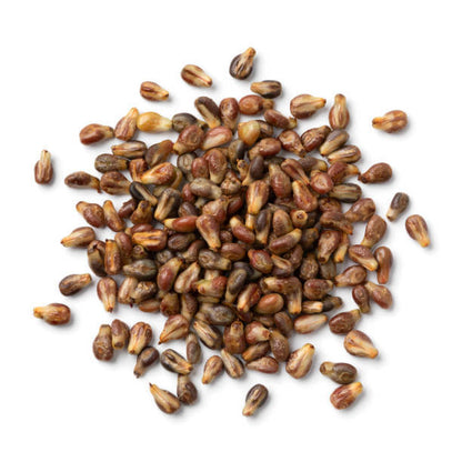 Fresh Dark Purple Grape Seeds