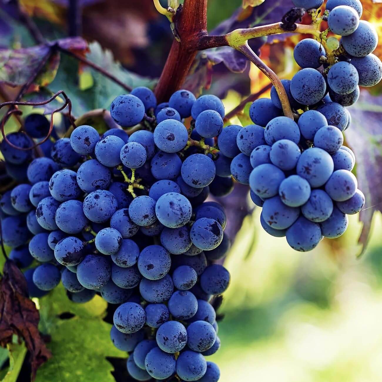Fresh Dark Purple Grape Seeds