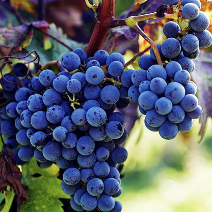 Fresh Dark Purple Grape Seeds