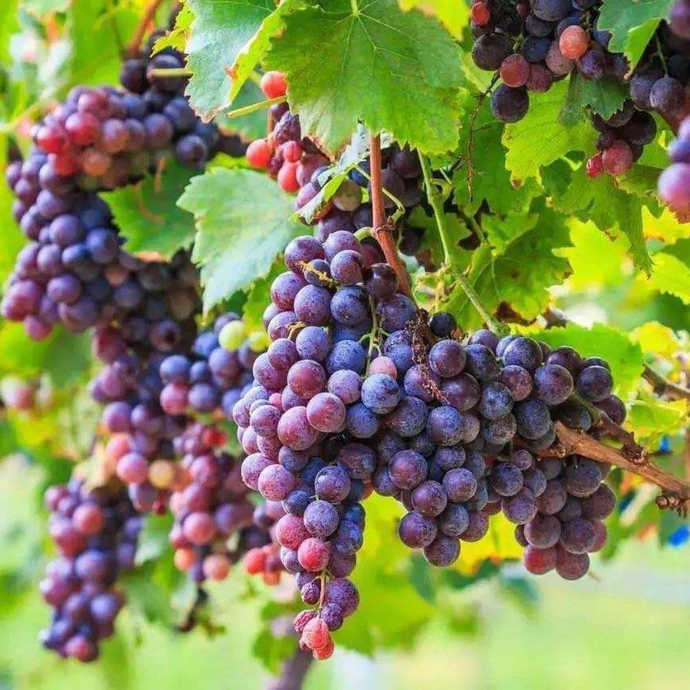 Fresh Dark Purple Grape Seeds