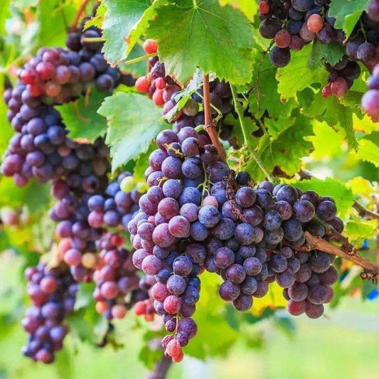 Fresh Dark Purple Grape Seeds