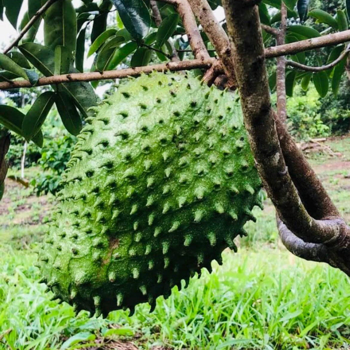 Fresh Green Soursop Seeds