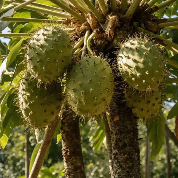Fresh Soursop Seeds