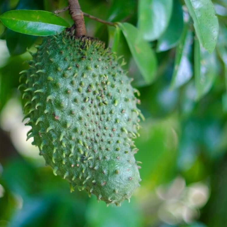Fresh Soursop Seeds