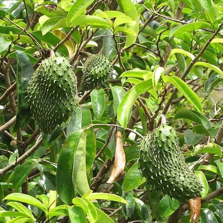 Fresh Soursop Seeds