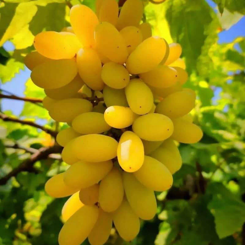 Fresh Yellow Grape Seeds