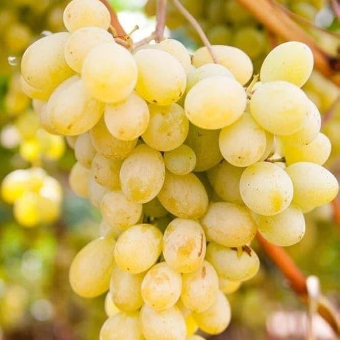 Fresh Yellow Grape Seeds