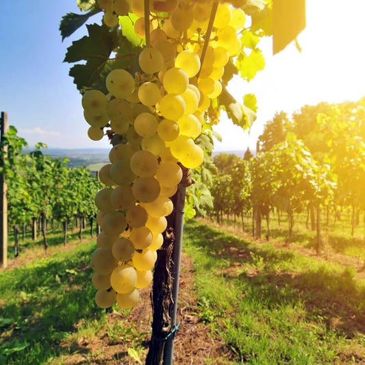 Fresh Yellow Grape Seeds
