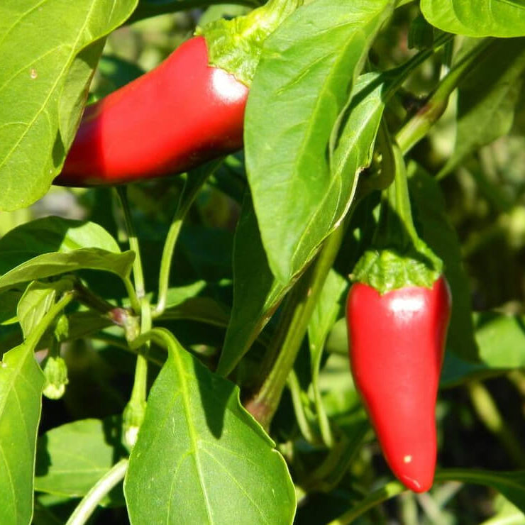 Fresno Pepper Seeds - Vegetable Plant