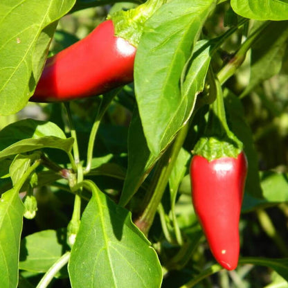 Fresno Pepper Seeds - Vegetable Plant