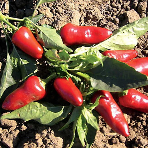 Fresno Pepper Seeds - Vegetable Plant