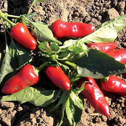 Fresno Pepper Seeds - Vegetable Plant