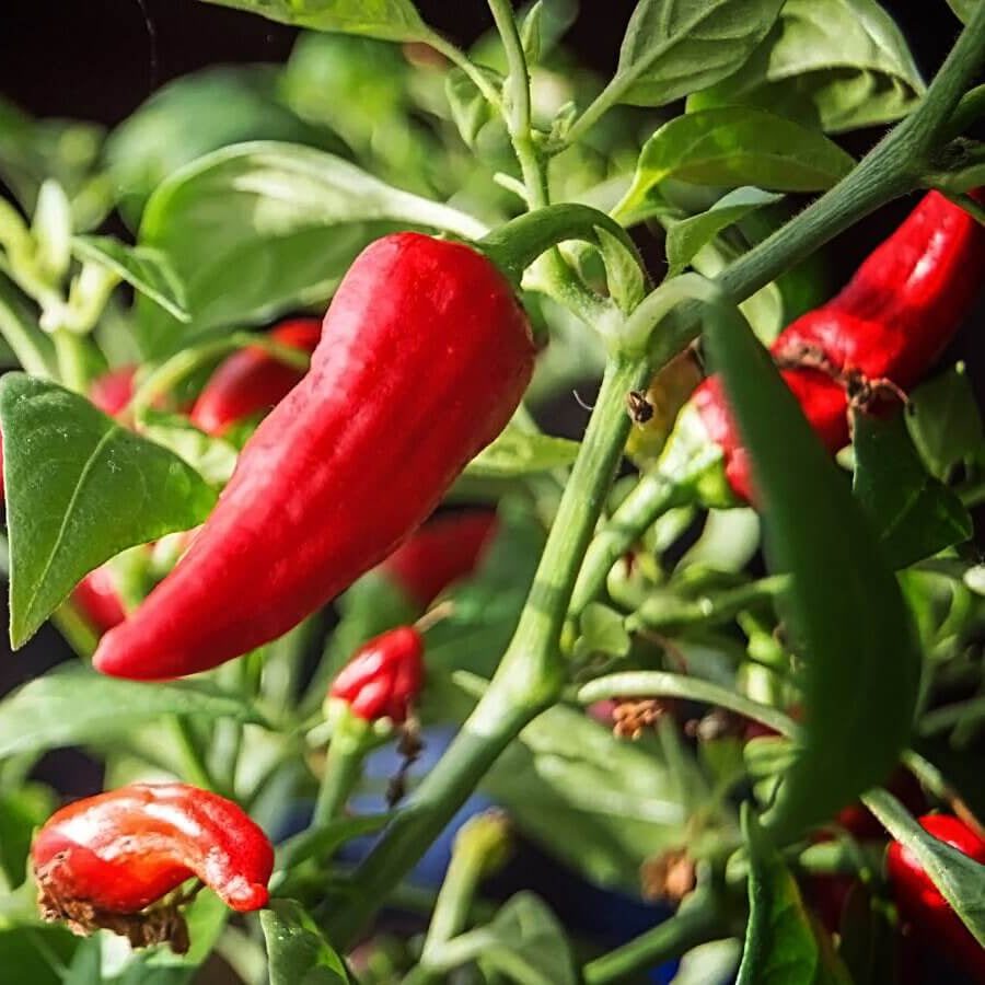 Fresno chili pepper seeds - Vegetable Plant