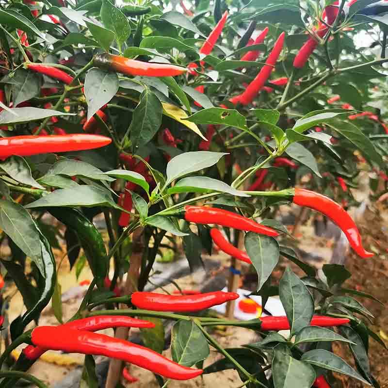 Fresno chili pepper seeds - Vegetable Plant