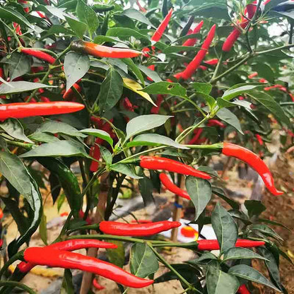 Fresno chili pepper seeds - Vegetable Plant