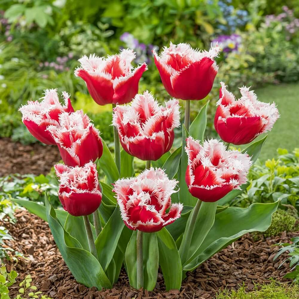 Fringed Tulips seeds