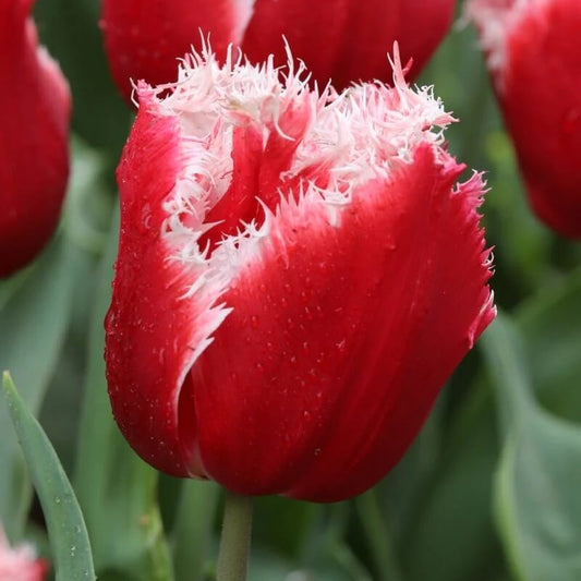 Fringed Tulips seeds