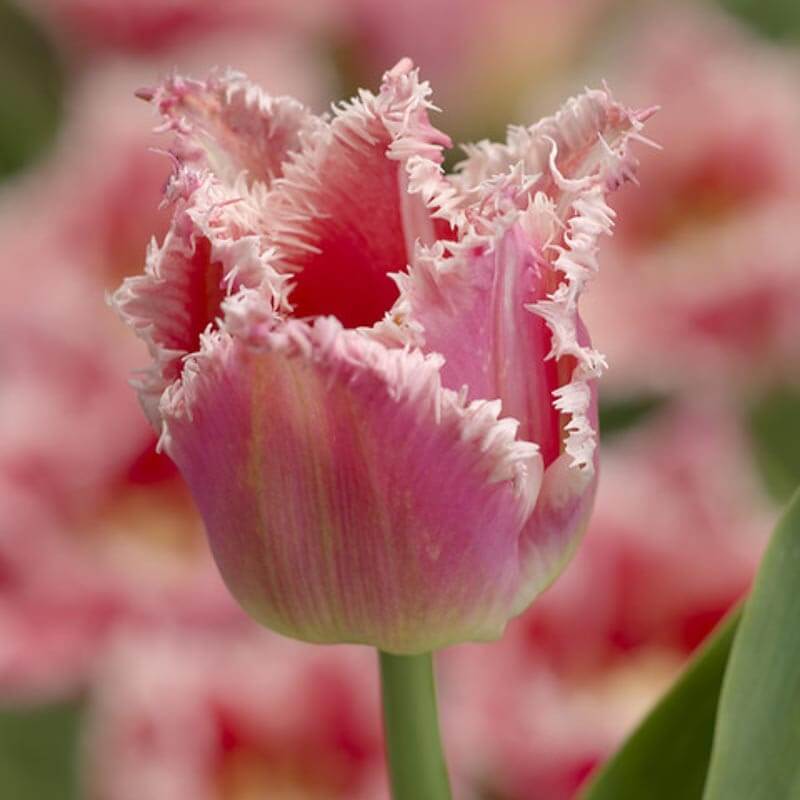 Fringed Tulips seeds