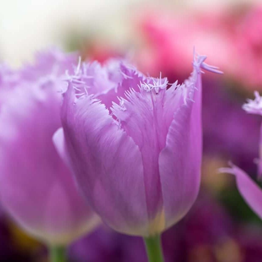 Fringed Tulips seeds