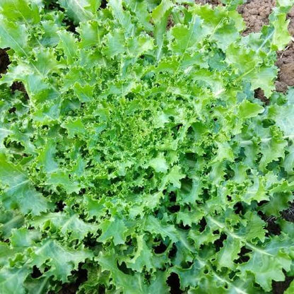 Frisee Endive Seeds