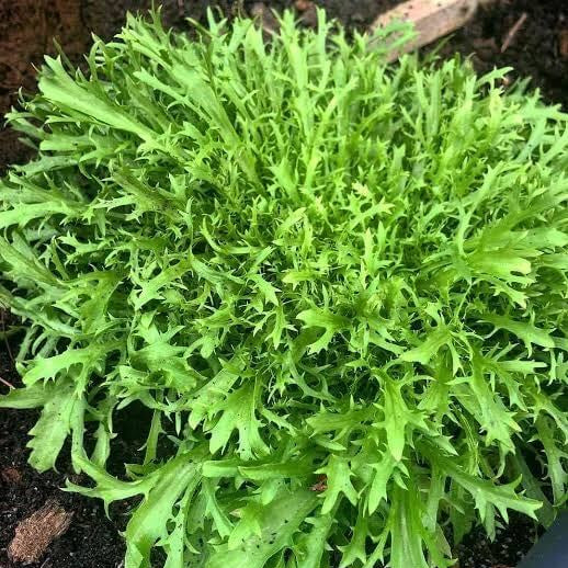 Frisee Endive Seeds