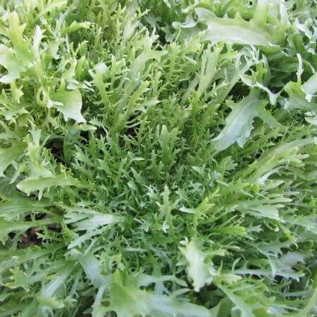 Frisee Endive Seeds