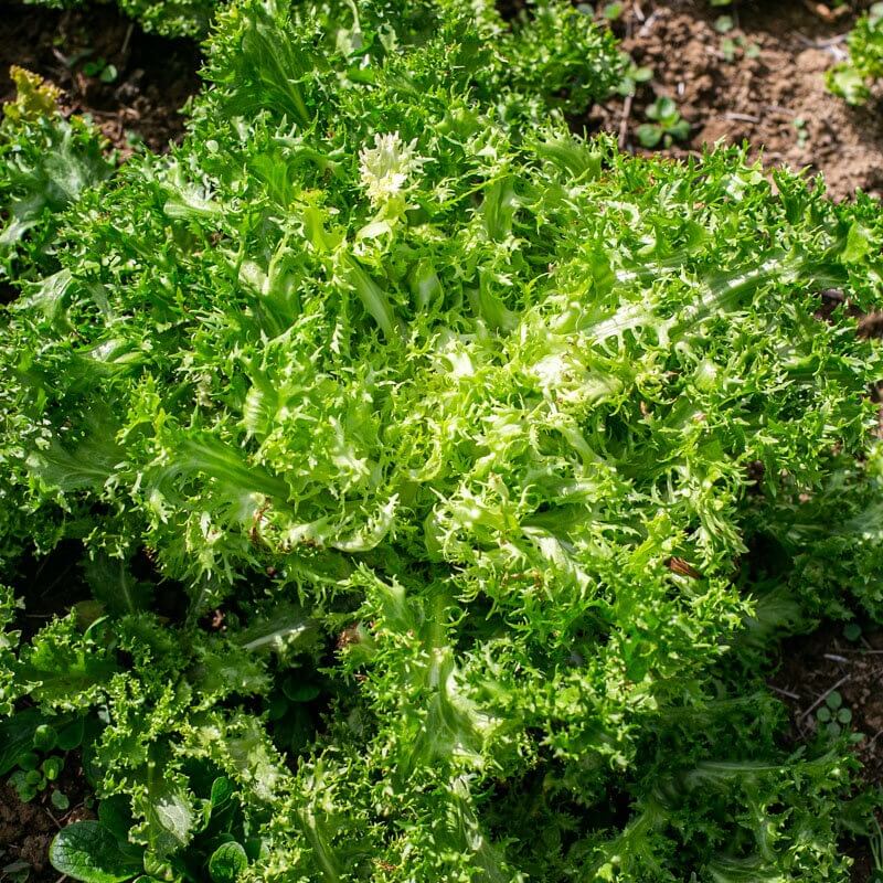 Frisee Endive Seeds